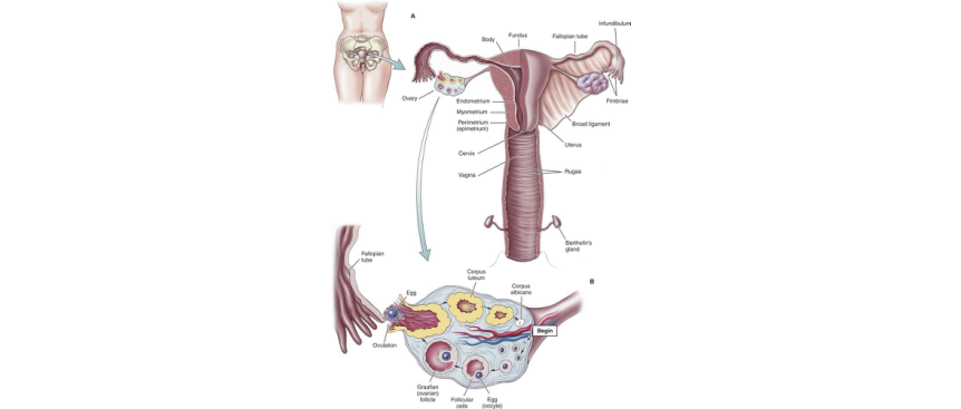 reproductive system female